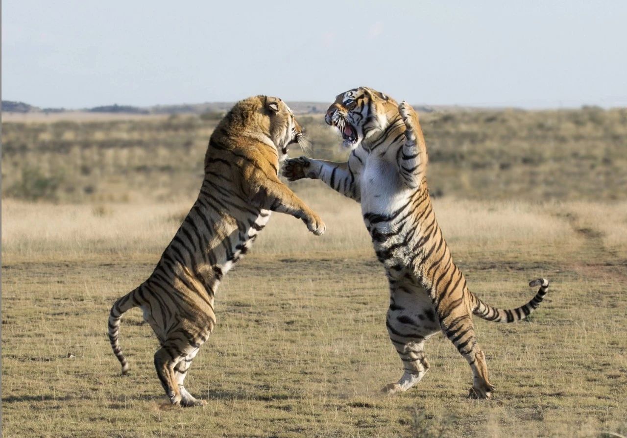 辟谣：虎入非洲*杀屠**狮群，破坏生态平衡？