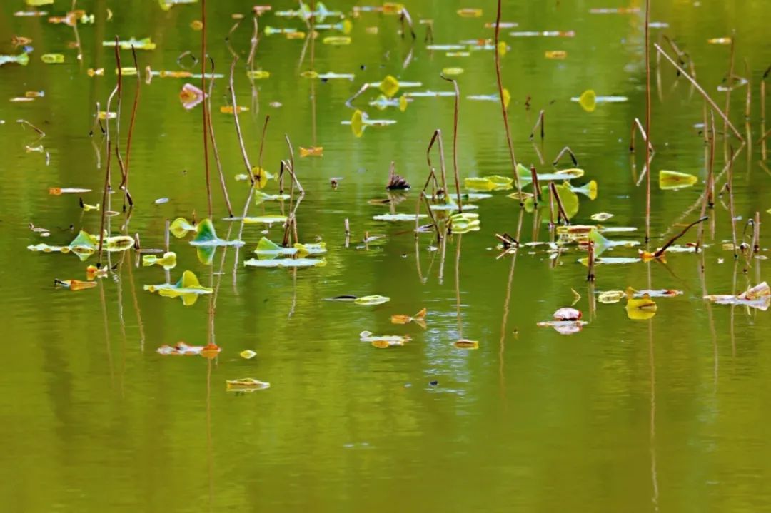欣赏西湖的全景太美了,西湖美景实在美怎么也看不够