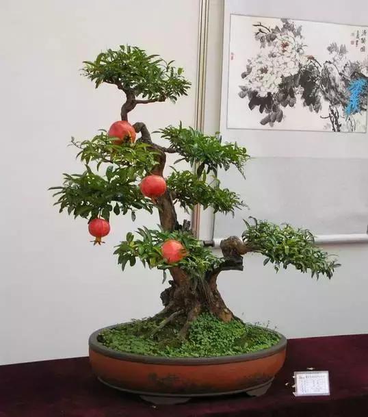 石榴树树干修剪视频,石榴树修剪枝条的方法