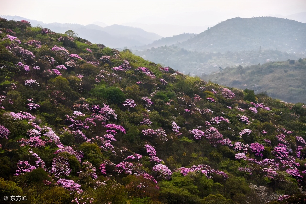 清明小长假，最美的行程当属井冈山