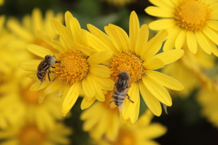 咏花开花落的古诗词,闲听花开花落整首诗