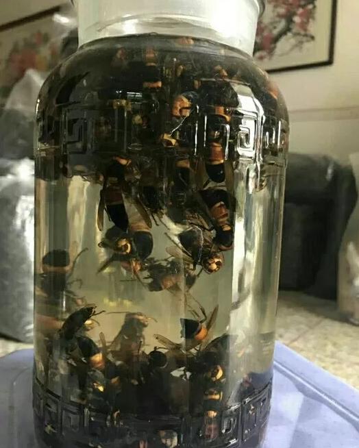 抓蜂被蜂蜇的视频,抓山蜂被蛰死