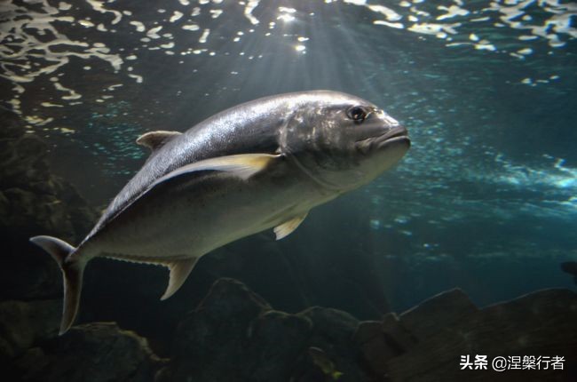 50种珍稀保护动物,为什么人类应该保护濒危物种