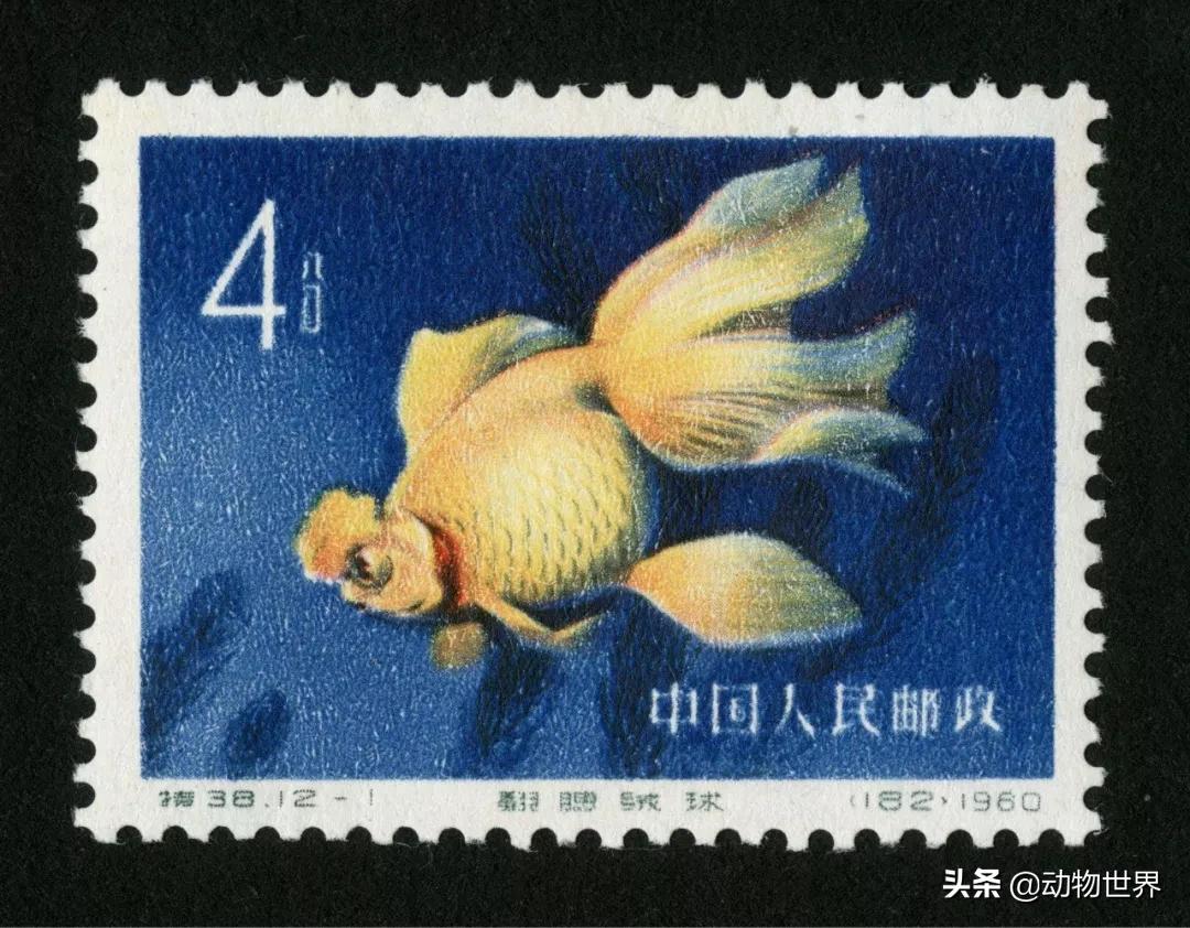 绒球金鱼品种图解,金鱼的品种图片大全大图