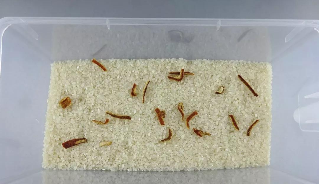 为什么大米夏天生虫子,大米在什么情况下会生虫子