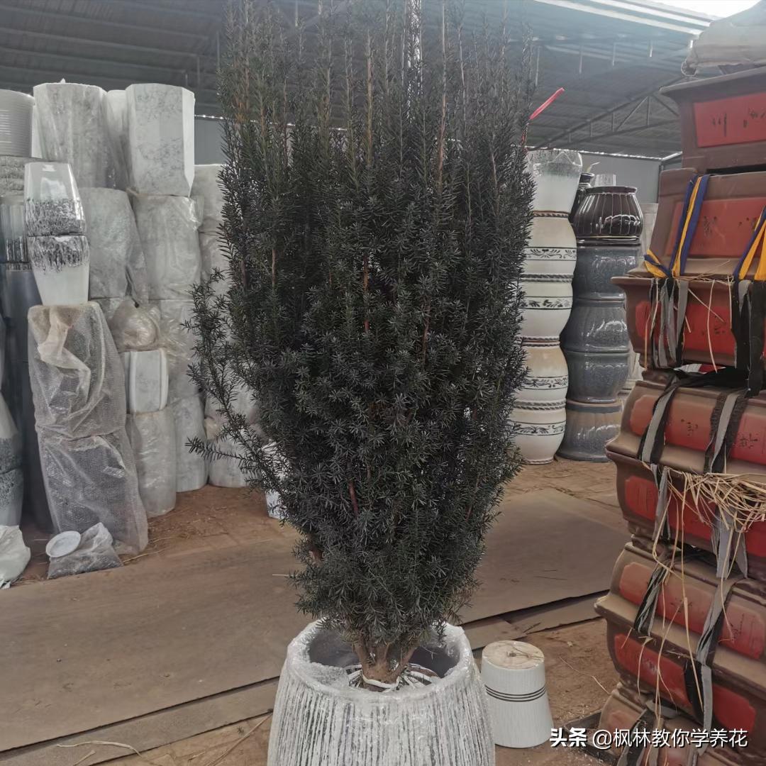 冬季常见花卉有哪些品种,无需刻意养护的花卉品种