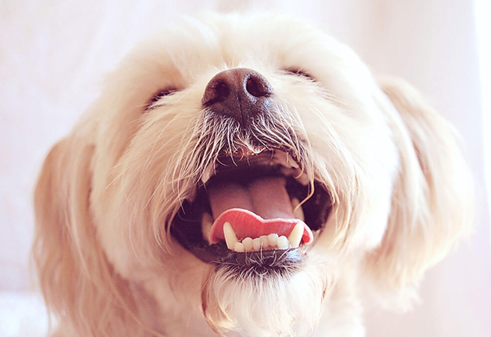 适合老年人养的狗排行榜,适合老人养的狗好养活的品种