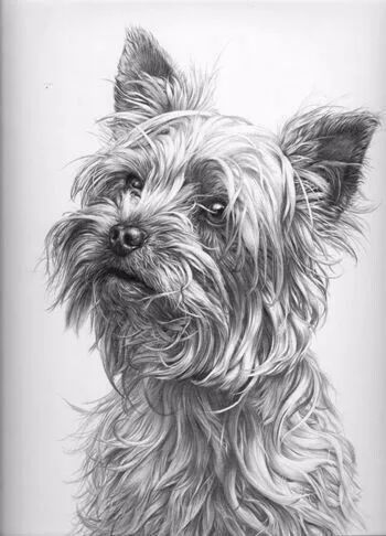 分享一套精美动物素描，值得收藏学习