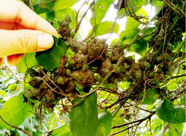 山里背阴处的爬藤植物,农村水沟旁长的爬藤植物叫什么