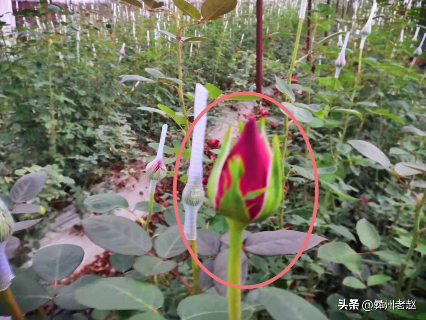 如何提高玫瑰花香味,怎么提高玫瑰的成活率