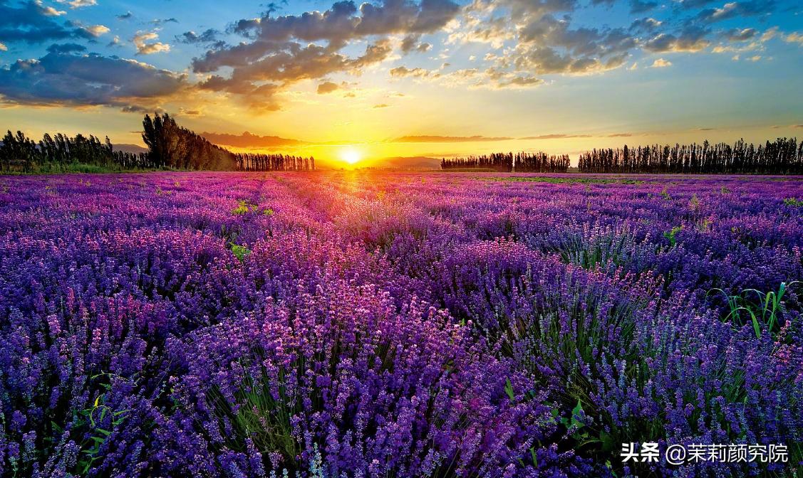 新手必备10款基础精油,单方精油40种精油的功效与用法