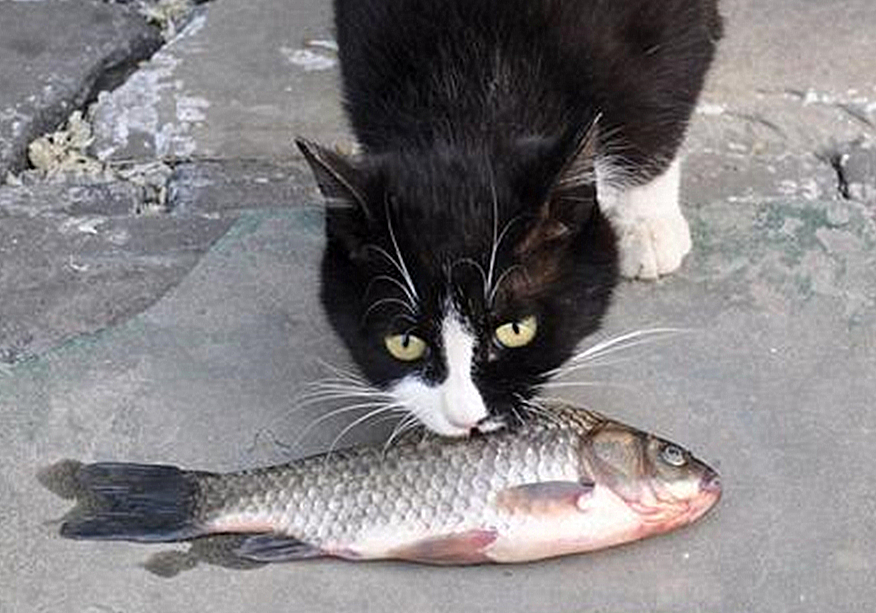 猫咪真怀孕或假怀孕,辟谣猫咪真的会记仇吗