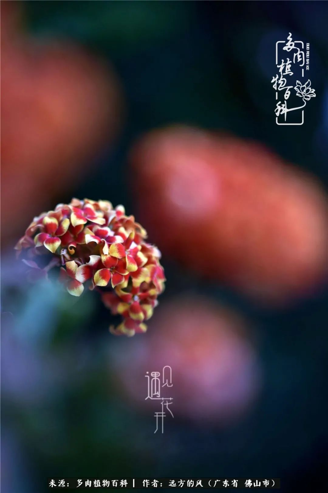 那些花儿在每个角落静静为你开着,那些花儿在每个角落静静地绽放