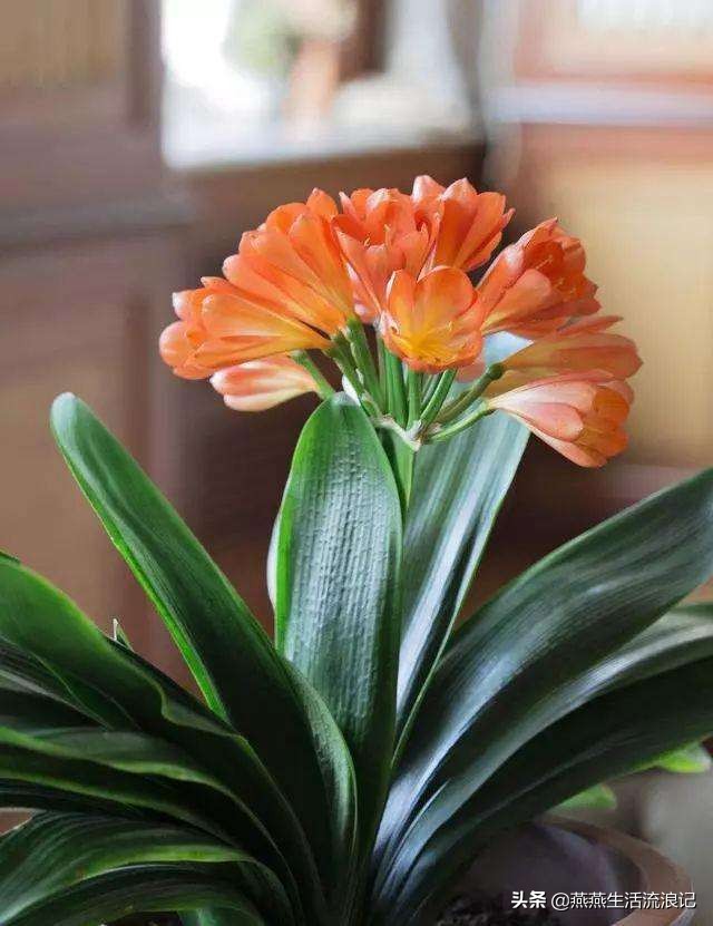 君子兰咋养的养花小技巧,养花君子兰的养护方法