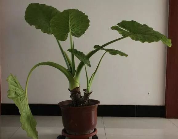 什么植物吸收甲醛效果比较好,室内种哪些植物吸收甲醛净化空气