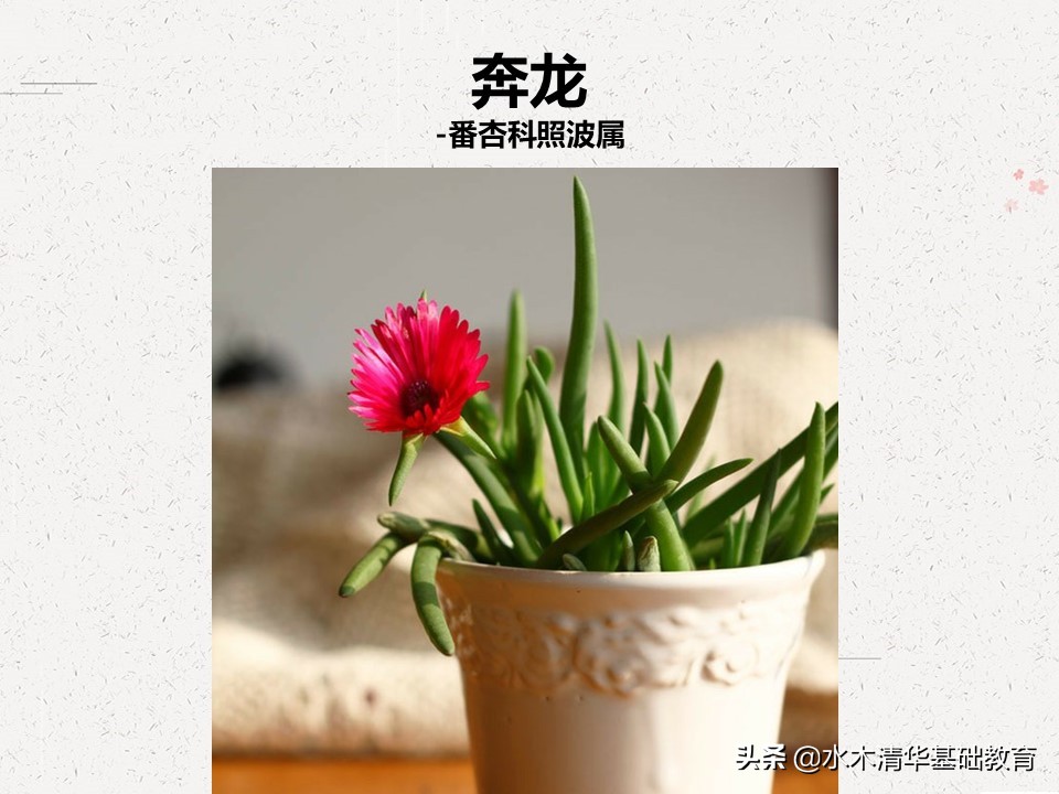 梦幻女王多肉植物百科图谱,原产地多肉植物图谱pdf