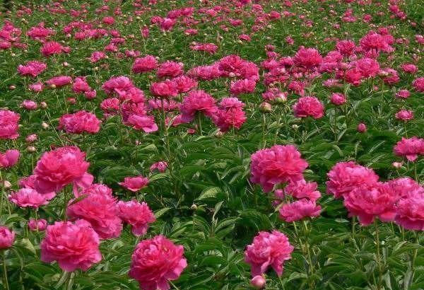 芍药花开季节花香四溢,芍药花开鸟语花香