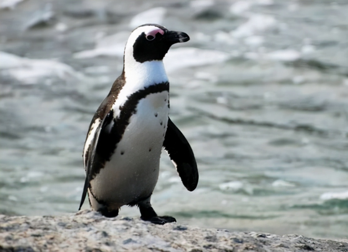 非洲也有企鹅？专家称非洲企鹅叫声像驴，将在14年后功能性灭绝
