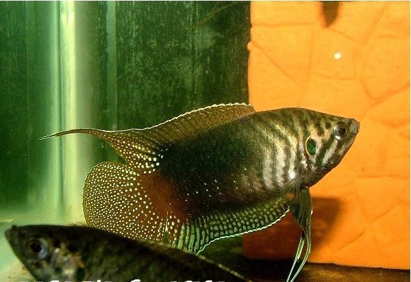 中国斗鱼圆尾和叉尾能杂交吗,圆尾斗鱼和叉尾斗鱼杂交是什么样