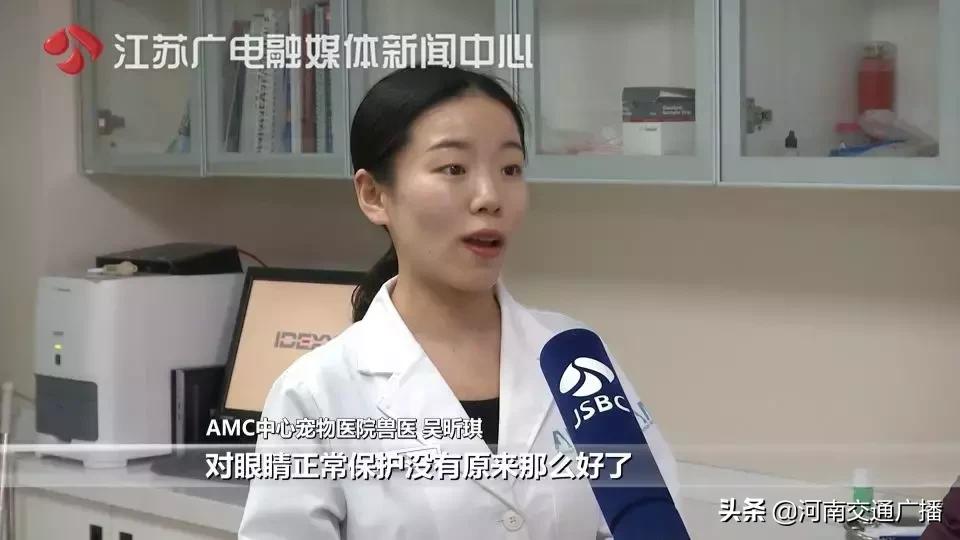 有人竟花1万给猫拉了双眼皮！网友炸锅：考虑过猫的感受吗？