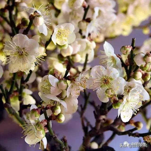 赏梅花十首最好的诗,最经典的梅花十绝