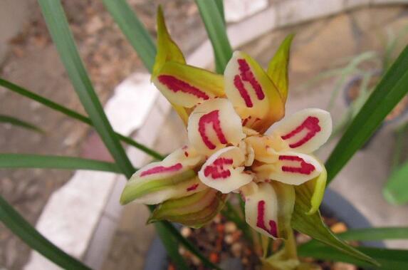 最好养的兰花四季兰,最好养的兰花四季兰品种