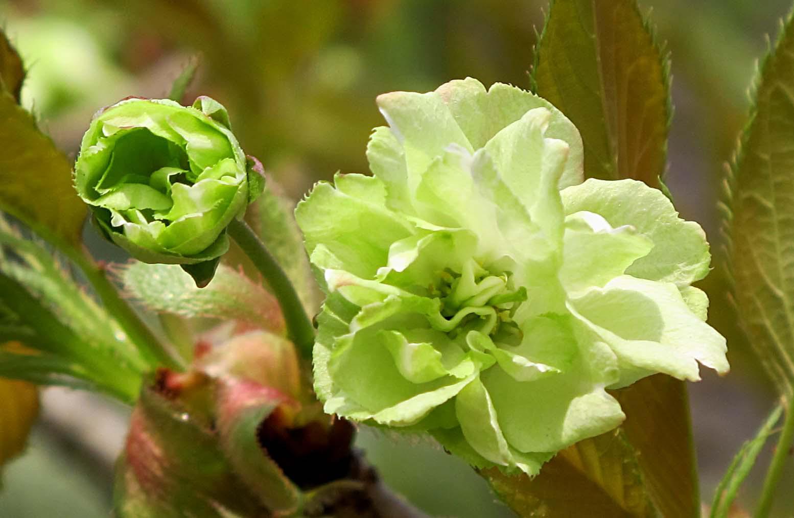 一年一度的樱花大赏,一年一度赏樱花季节又到了