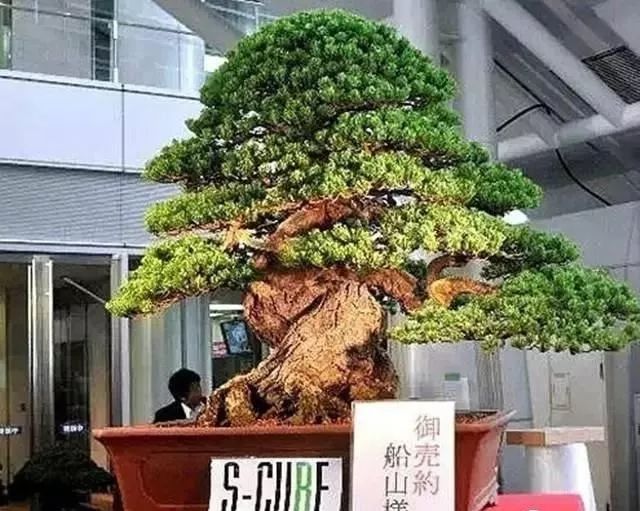 世界上最昂贵的花一朵价值1500万,世界上最高贵的花典雅图文