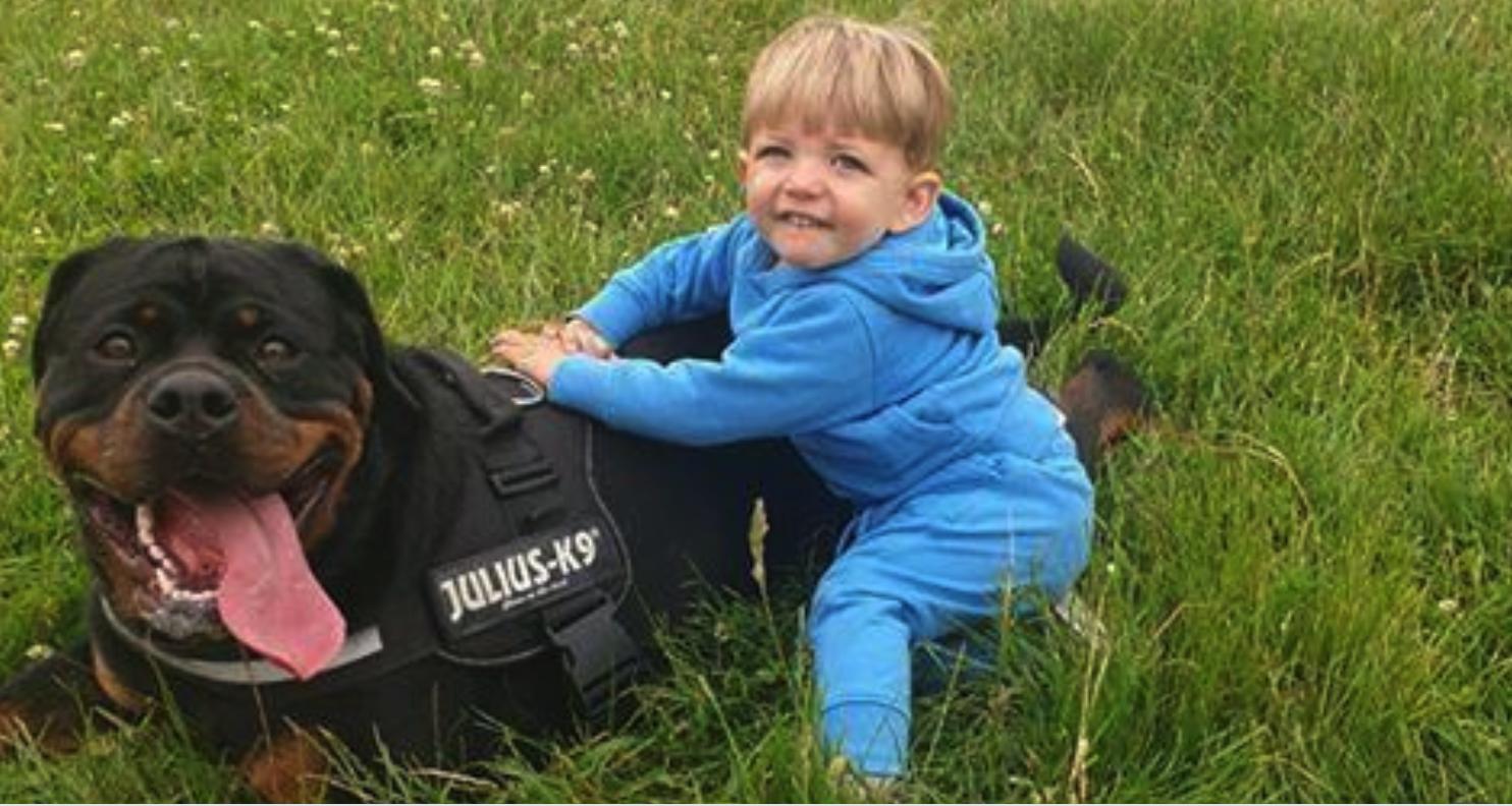 罗威纳犬和拉布拉多哪个适合家养,拉布拉多犬和罗威纳哪个好养