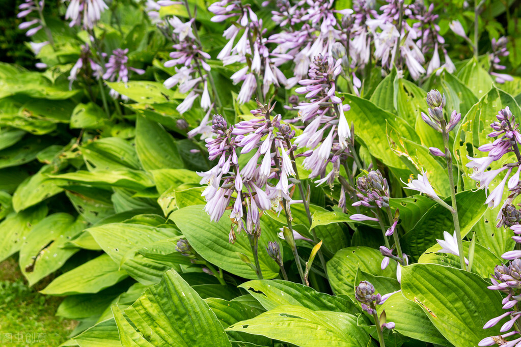 郁郁葱葱的多肉植物,适合阳光足的一年四季开花的植物