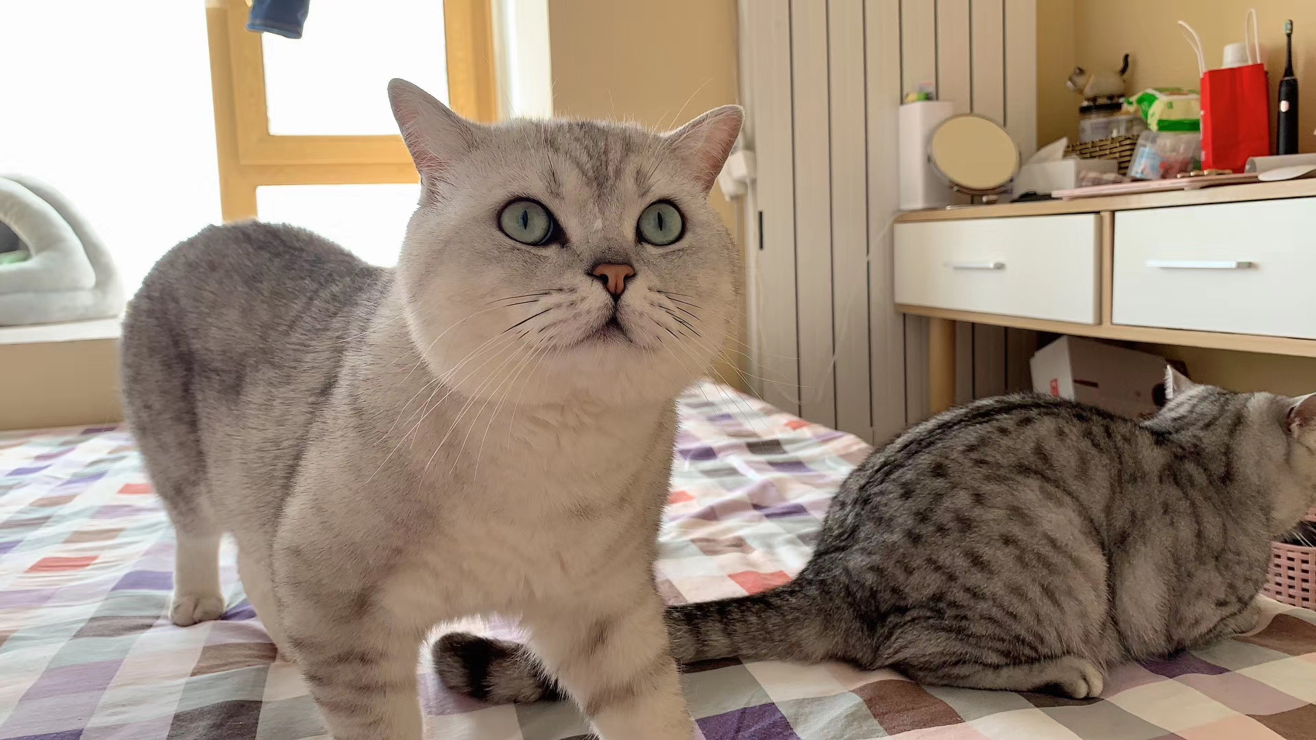 根治猫咪癣的特效药,治疗猫咪猫癣的中药方子