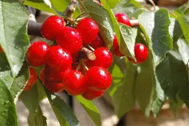 西安2023樱桃采摘园附近,西安樱桃采摘园地图