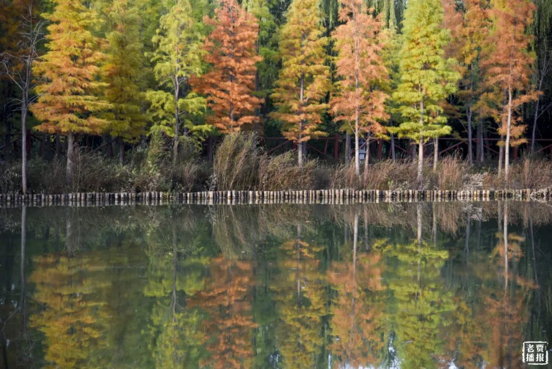 洛阳一大型网红公园免费开放,洛阳湿地公园网红打卡地