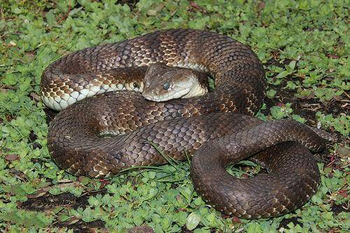 东北有毒蛇么,有毒的蛇图片有哪些