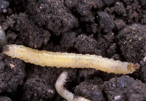 菜园里有白色的小飞虫,菜园里的神奇昆虫在哪里