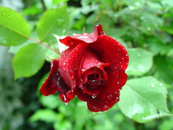 来云南一定要品尝一下鲜花饼,云南鲜花饼和其他饼有什么不同