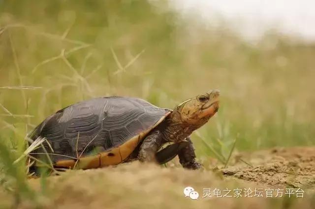 黄缘闭壳龟母龟产蛋年份,黄缘闭壳龟算高端龟吗