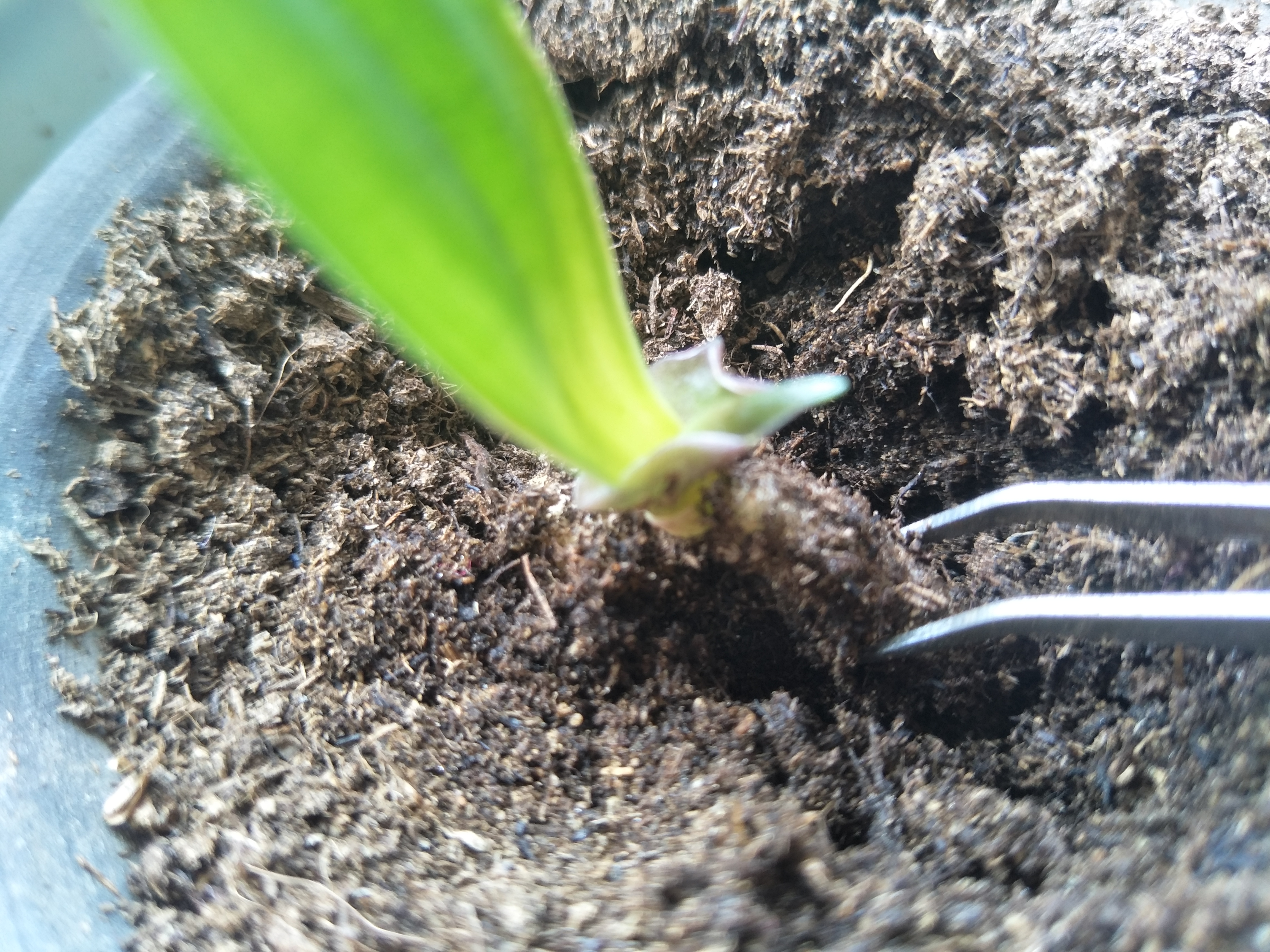 君子兰种子成熟后的播种方法,君子兰种子繁殖的方法常用