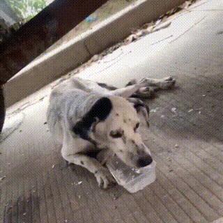 老年人斑点狗被遗弃,流浪狗被遗弃骨瘦如柴