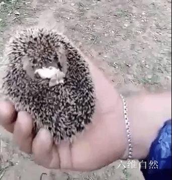 刺猬常常把它的身体缩成一个圆球,刺猬受到惊吓缩成一个球