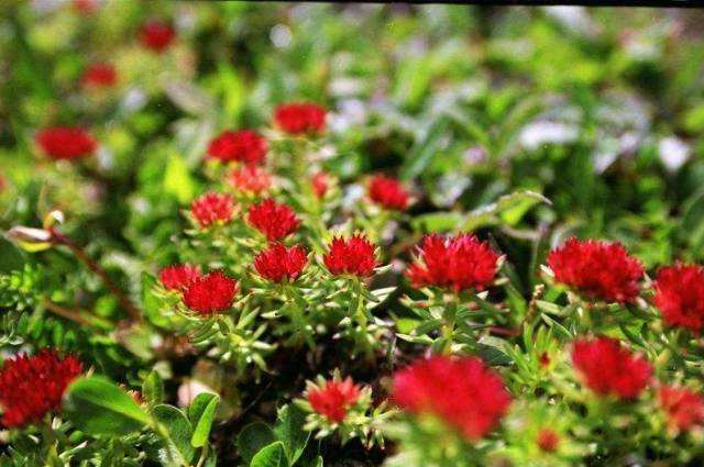 长白山特产十大品牌,长白山特产前十名排行