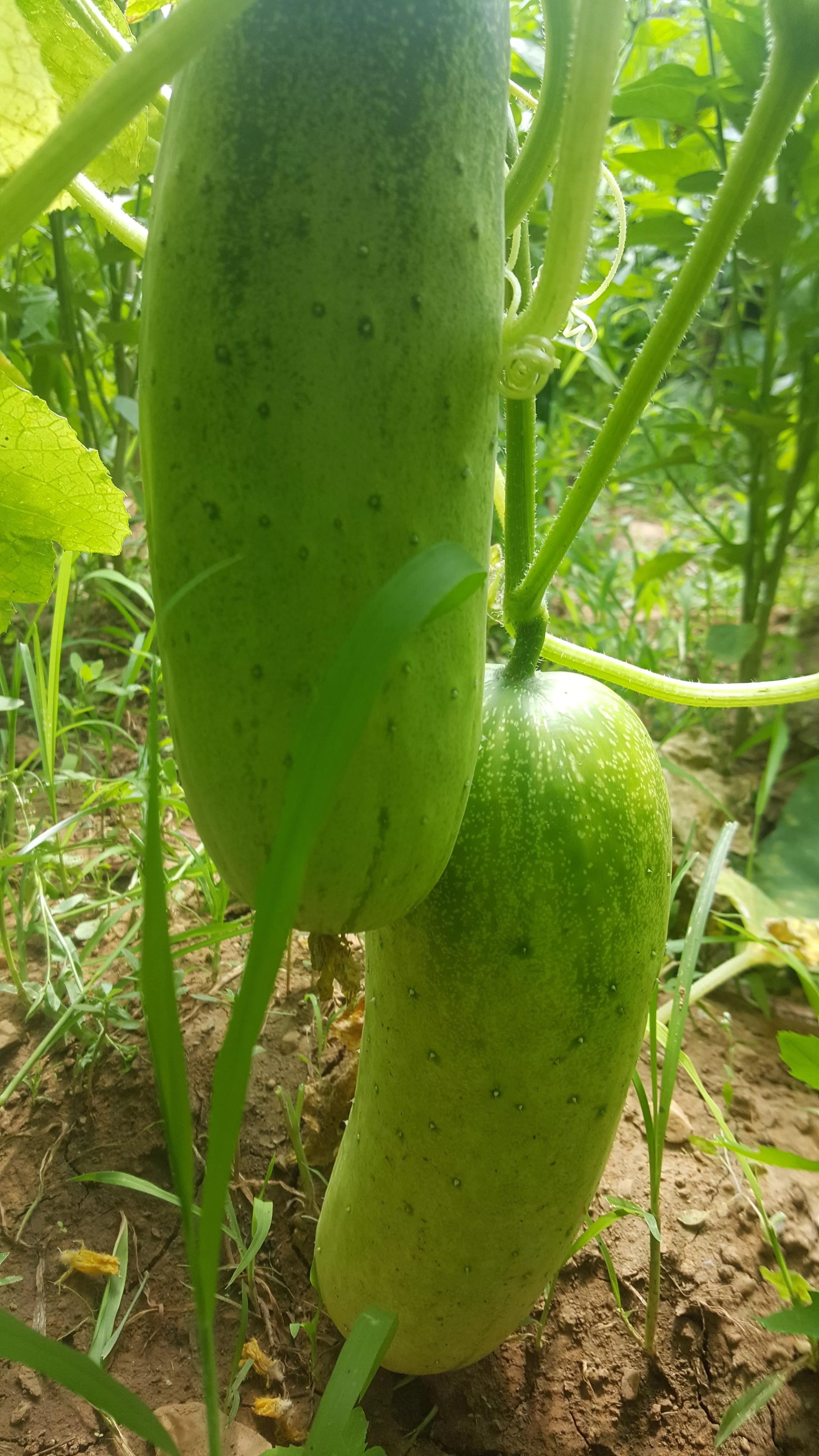 我的种植初体验,有机农业增产