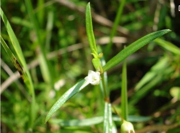 整合——28种青草药，赶快收藏备用！