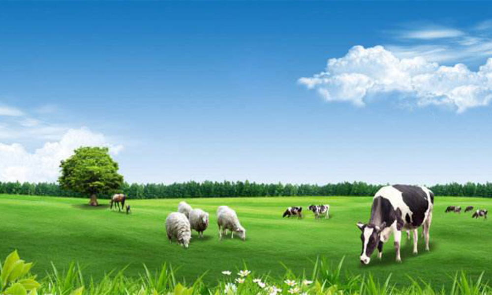 婴儿配方奶粉首选牛奶,如何给宝宝选择配方奶粉的种类