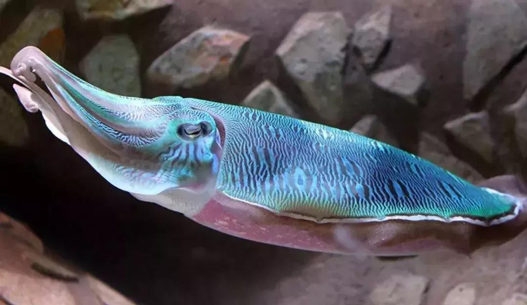 与海洋生物一起旅游,与海洋生物同游