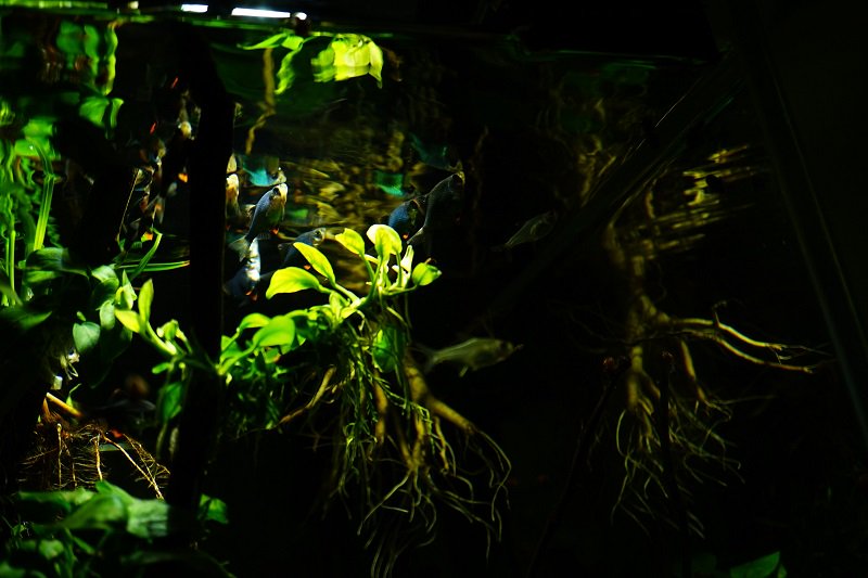 南美水族论坛推荐,南美水草造景论坛