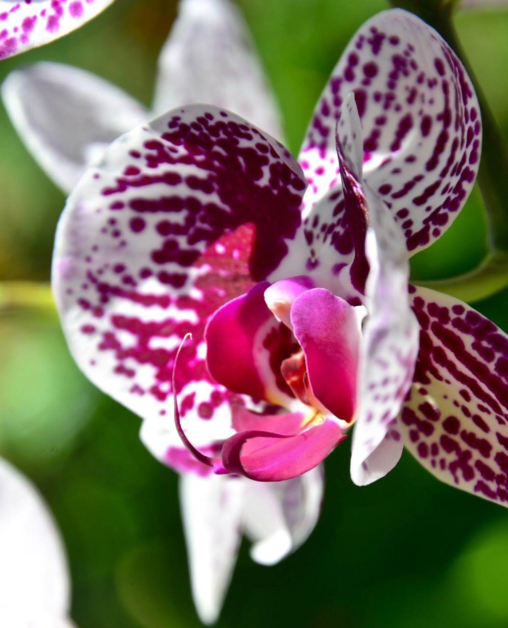 踏月赏花风景图片,十月桂花风景图片大全