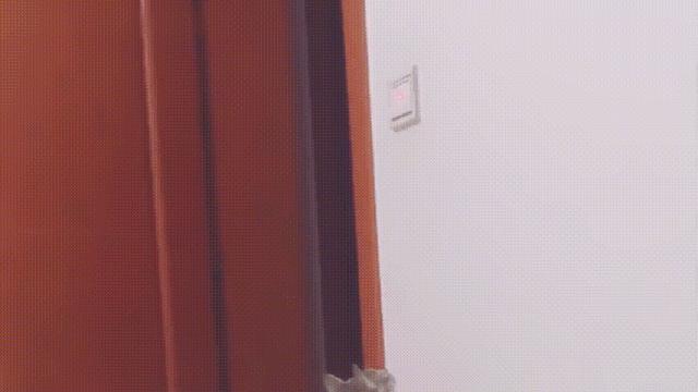 为什么中国没有自己的纯种猫,都有哪些纯种猫