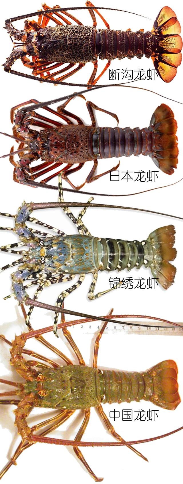 虾说，这是一篇让你不仅会吃，还会认……一文解决“虾”认识