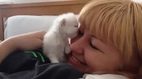 在英国哪里可以买宠物,英国如何饲养宠物猫咪
